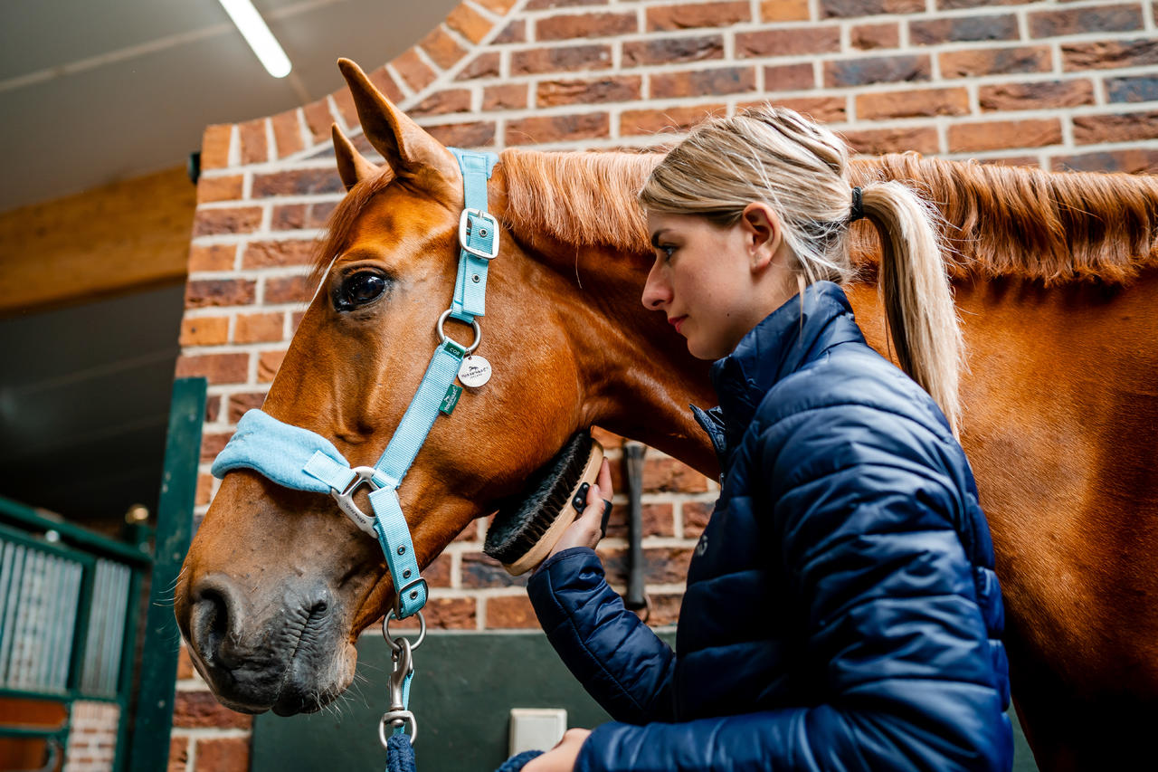 🔖Horseware Signature Grooming Headcollar