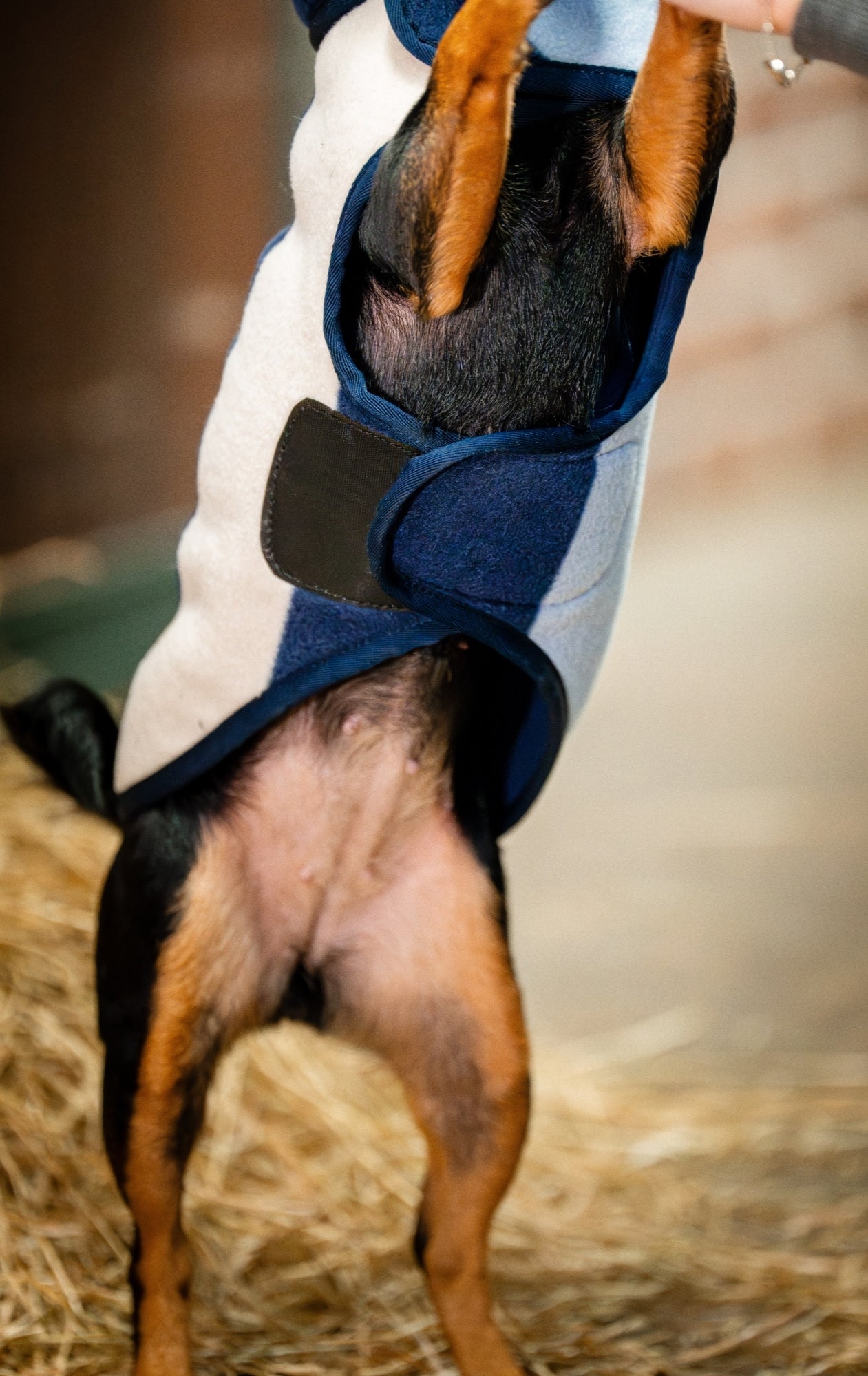 Horseware Signature Dog Fleece