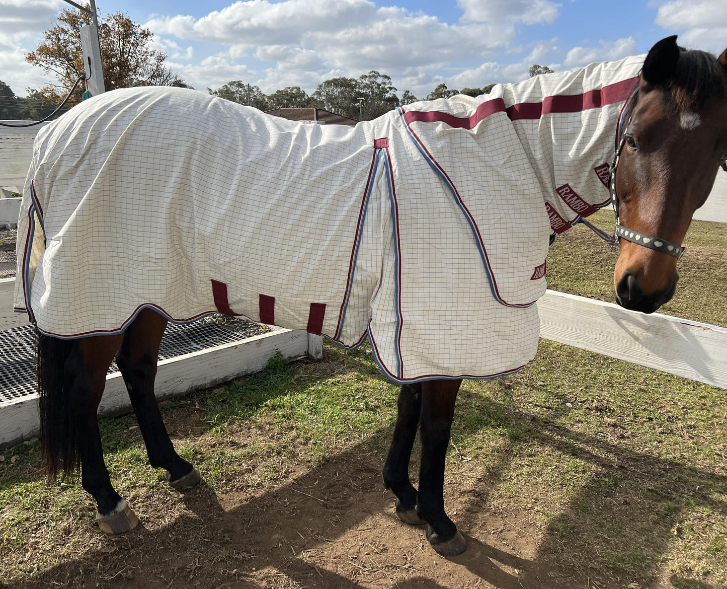 🔖RAMBO OPTIMO SUPREME SUMMER SHEET