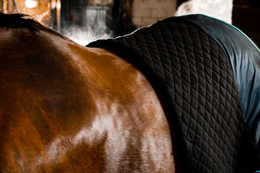 đź”–Horseware Ireland Autumn Cooler