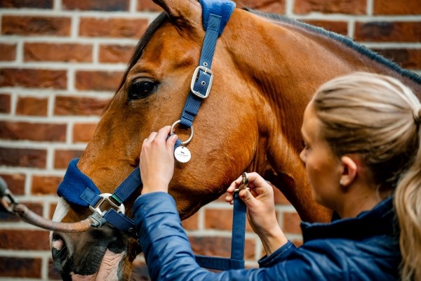 🔖Horseware Signature Grooming Headcollar