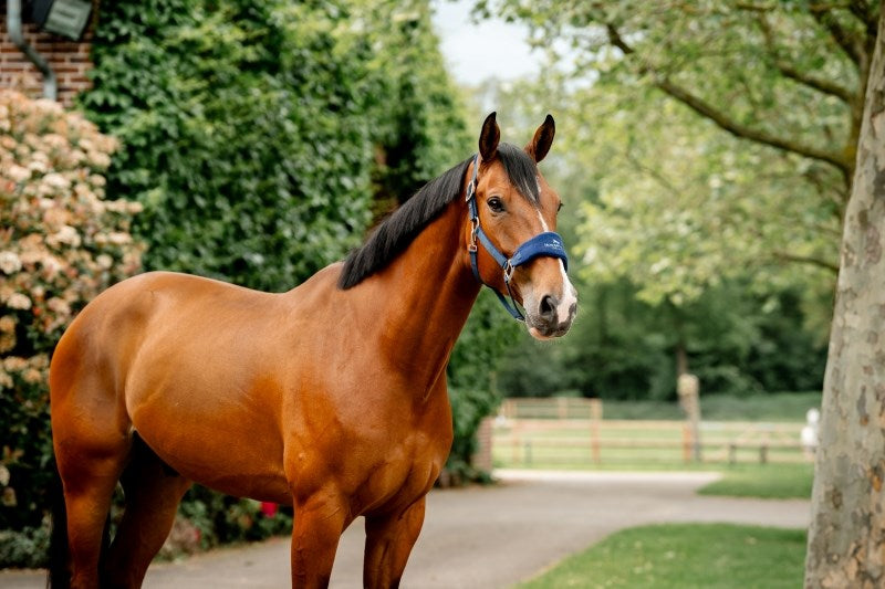 🔖Horseware Signature Grooming Headcollar
