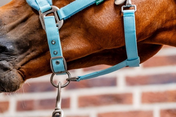 🔖Horseware Signature Grooming Headcollar