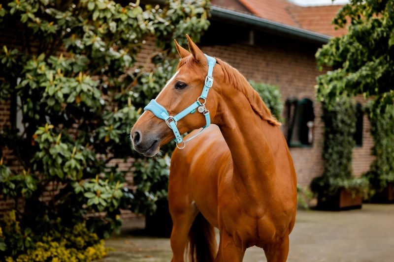 🔖Horseware Signature Grooming Headcollar