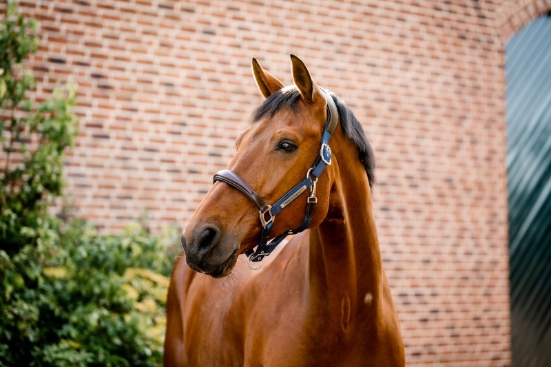 🔖Horseware Signature Competition Headcollar