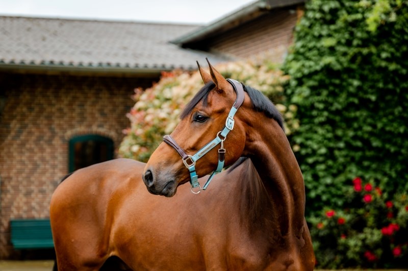 🔖Horseware Signature Competition Headcollar
