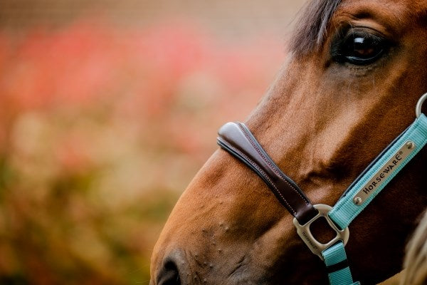 🔖Horseware Signature Competition Headcollar