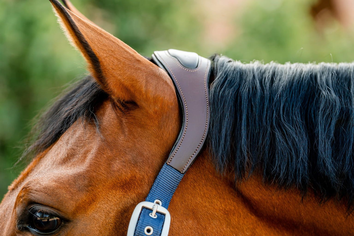 🔖Horseware Signature Competition Headcollar
