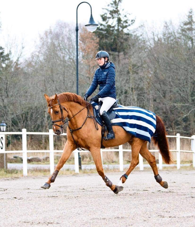 Horseware Newmarket Fleece Exercise Sheet