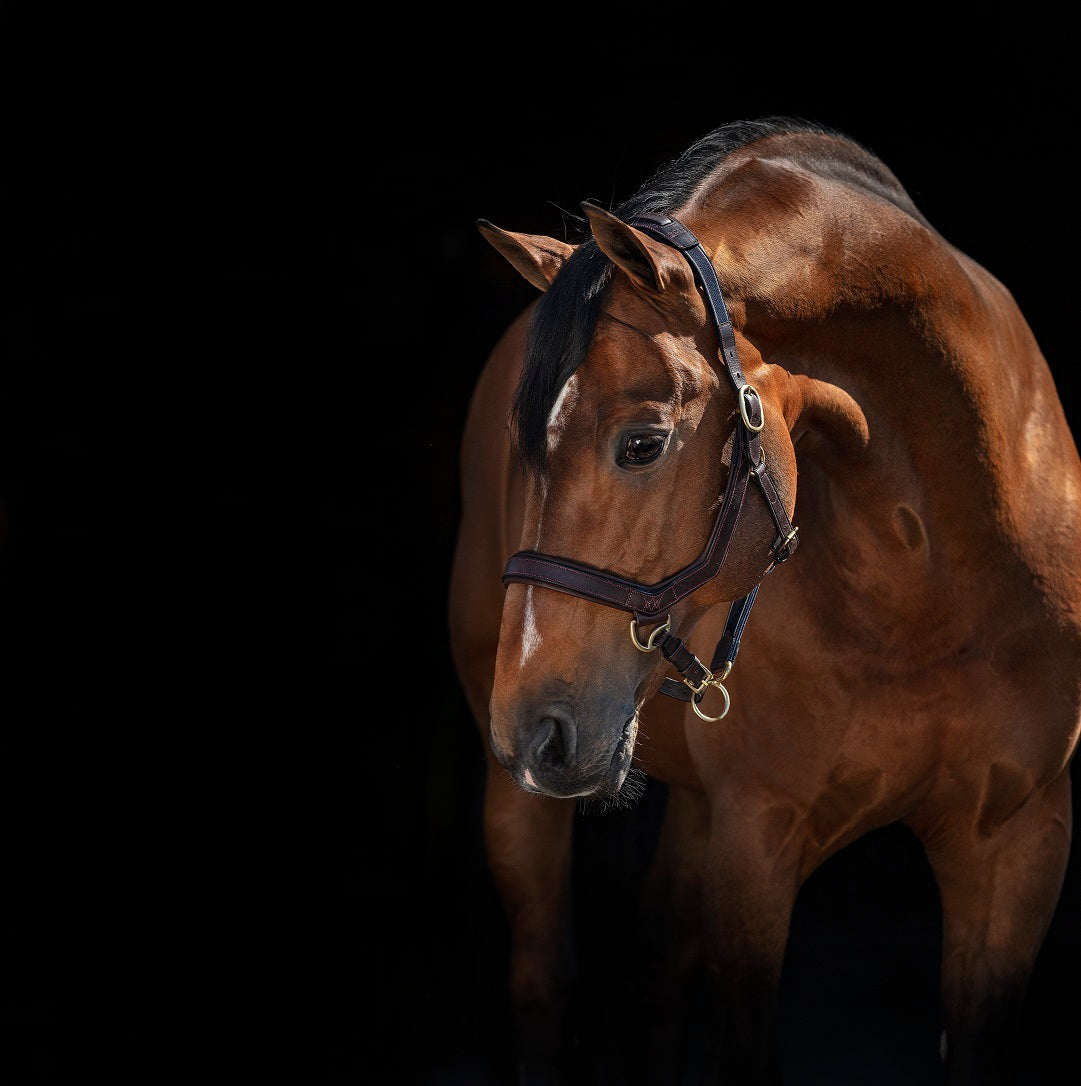 Micklem Leather Headcollar