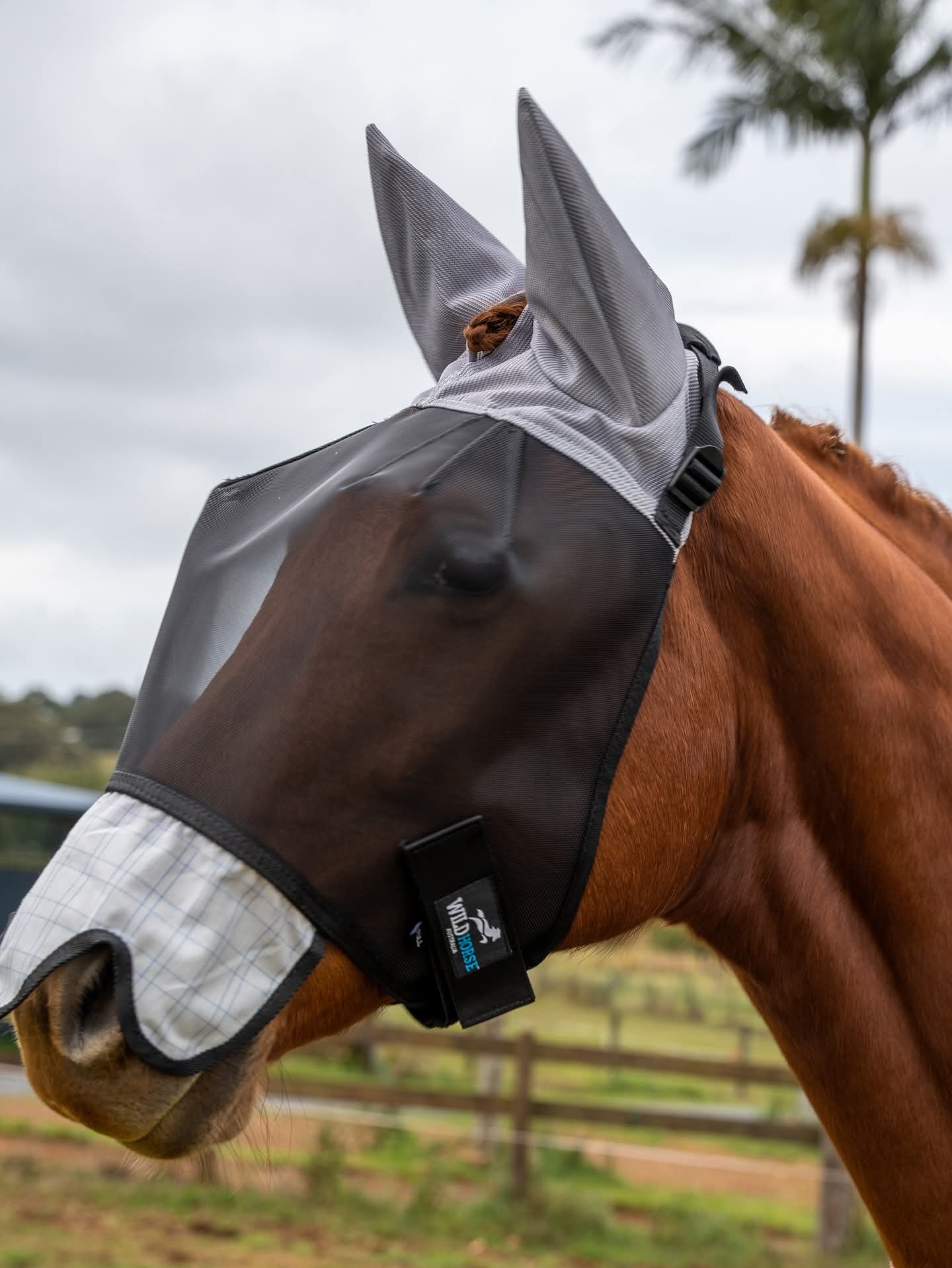 WILD HORSE AUS TRIPLE DART VEILS