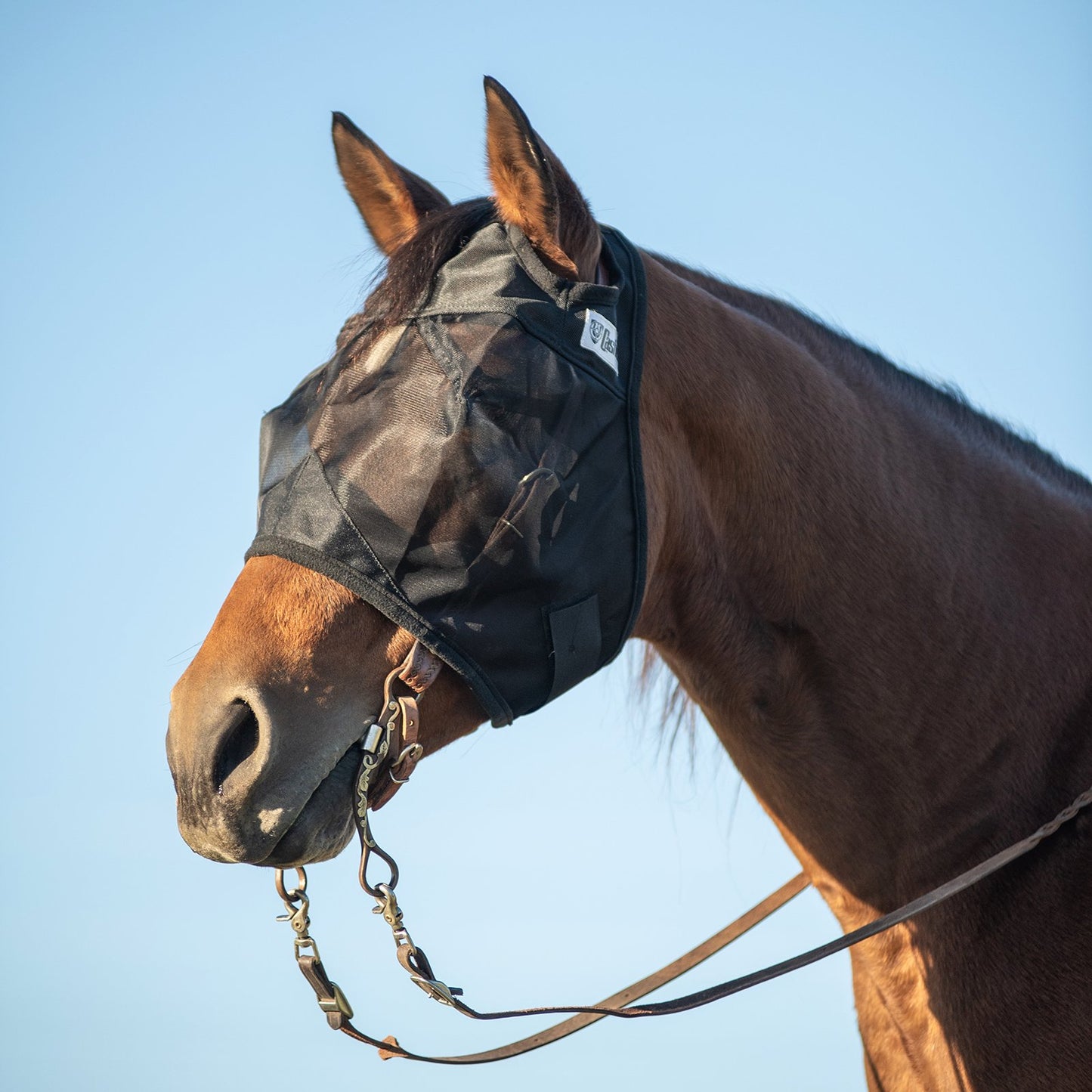 CASHEL QUIET RIDE - FLY PROTECTION YOU CAN RIDE IN