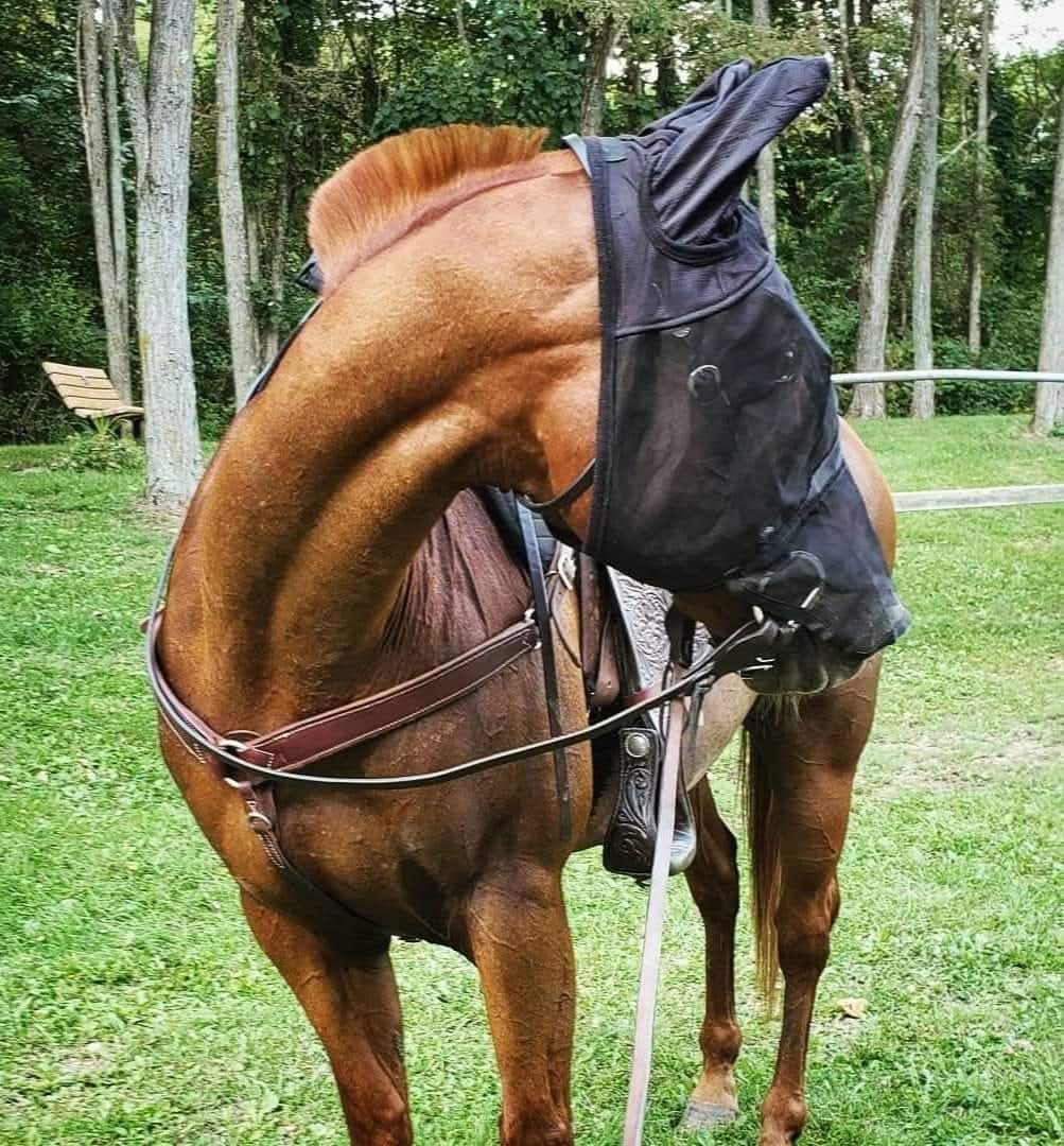 CASHEL QUIET RIDE - FLY PROTECTION YOU CAN RIDE IN