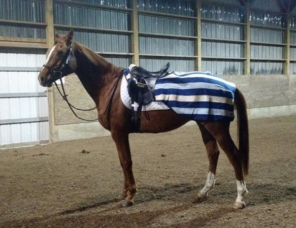 Horseware Newmarket Fleece Exercise Sheet