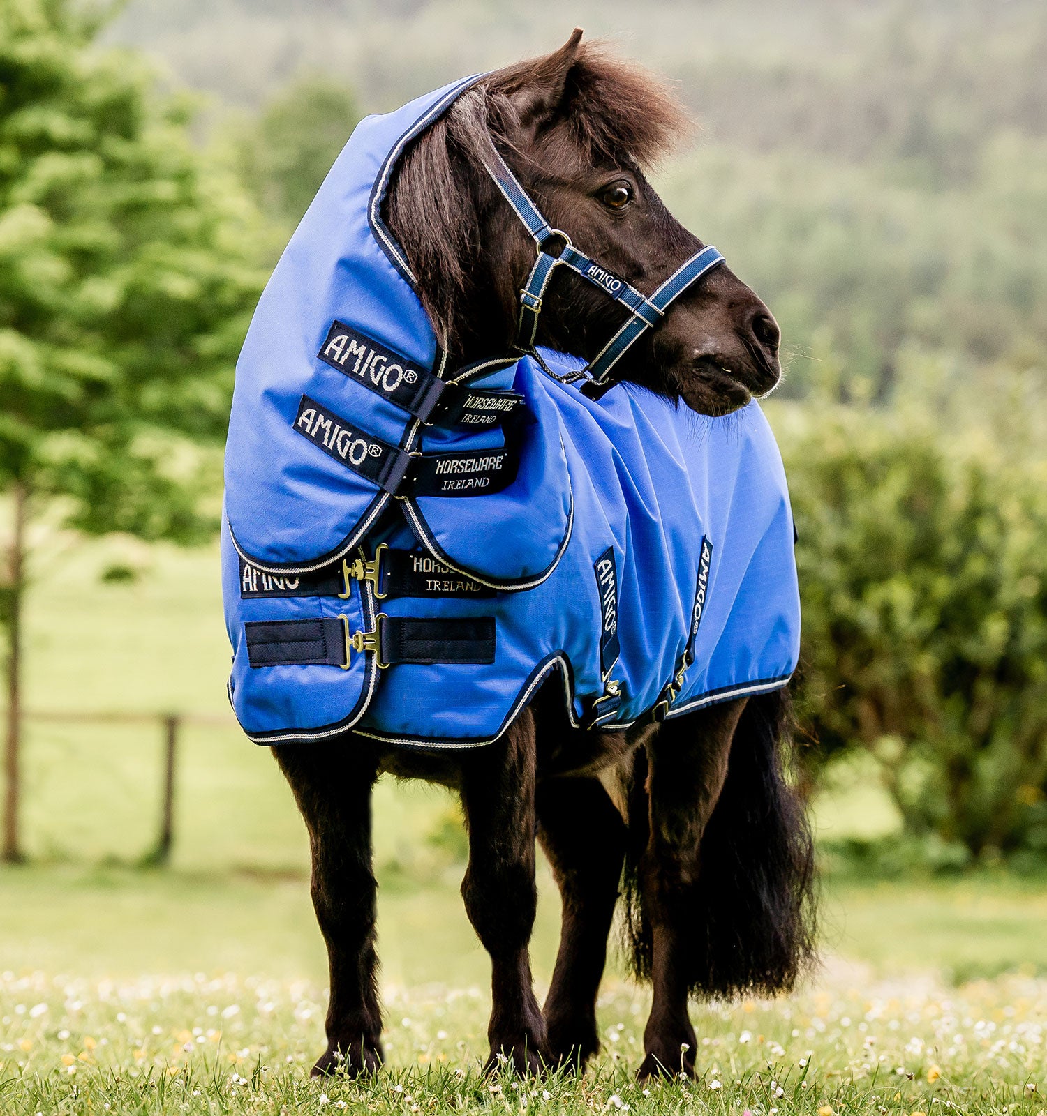 AMIGO HERO 6 PETITE PLUS TURNOUT MEDIUM – ZENN EQUINE - Hard As Nails Horse  Rugs