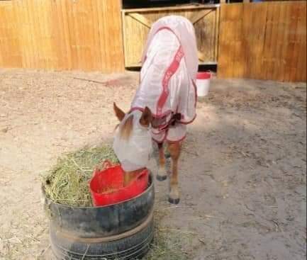 CASHEL & FLY BUSTER FLY MASKS FOR PONIES, FOALS, WEANLINGS & YEARLINGS