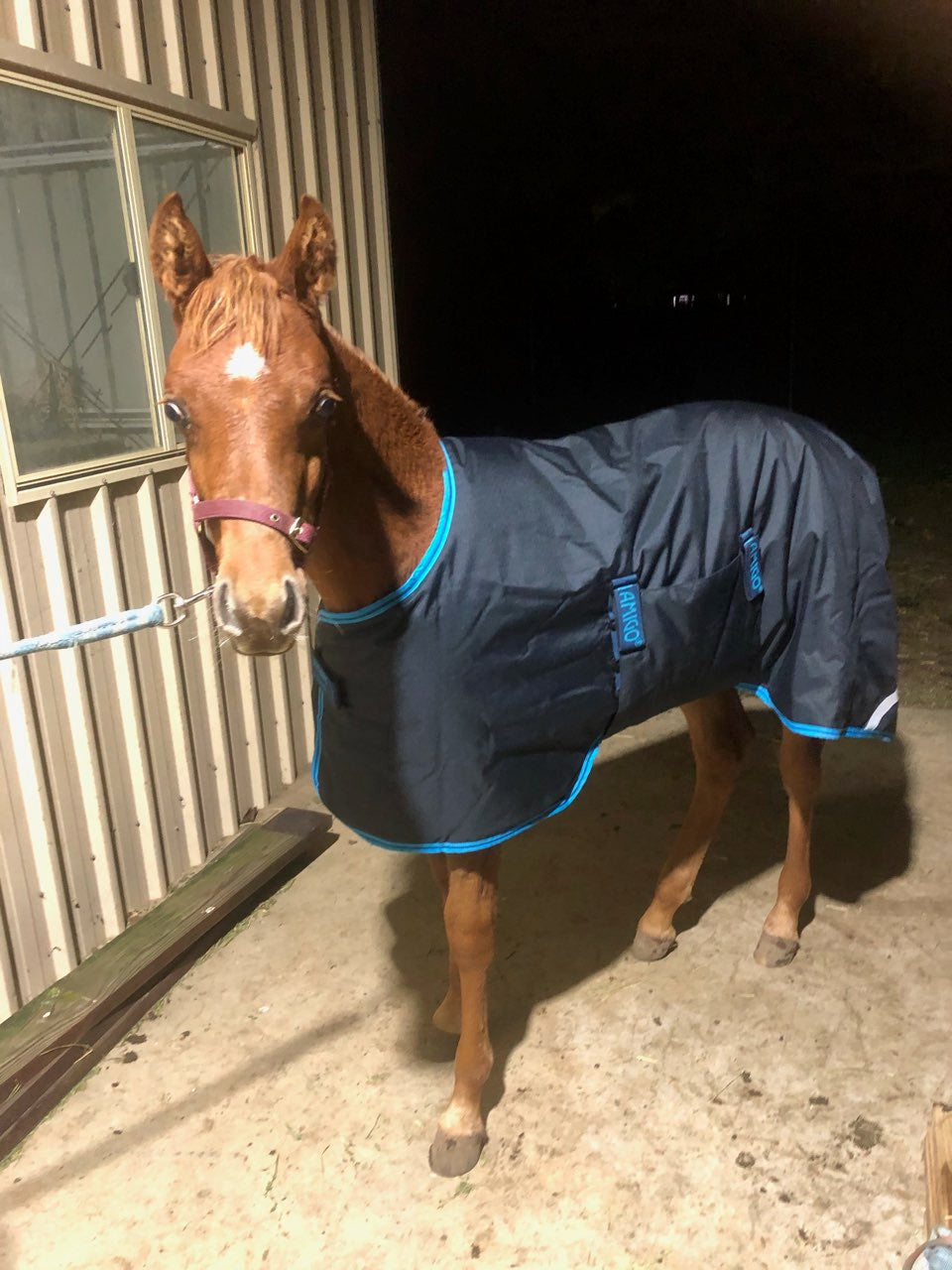 🔖AMIGO EXPANDABLE 200G FOAL RUG