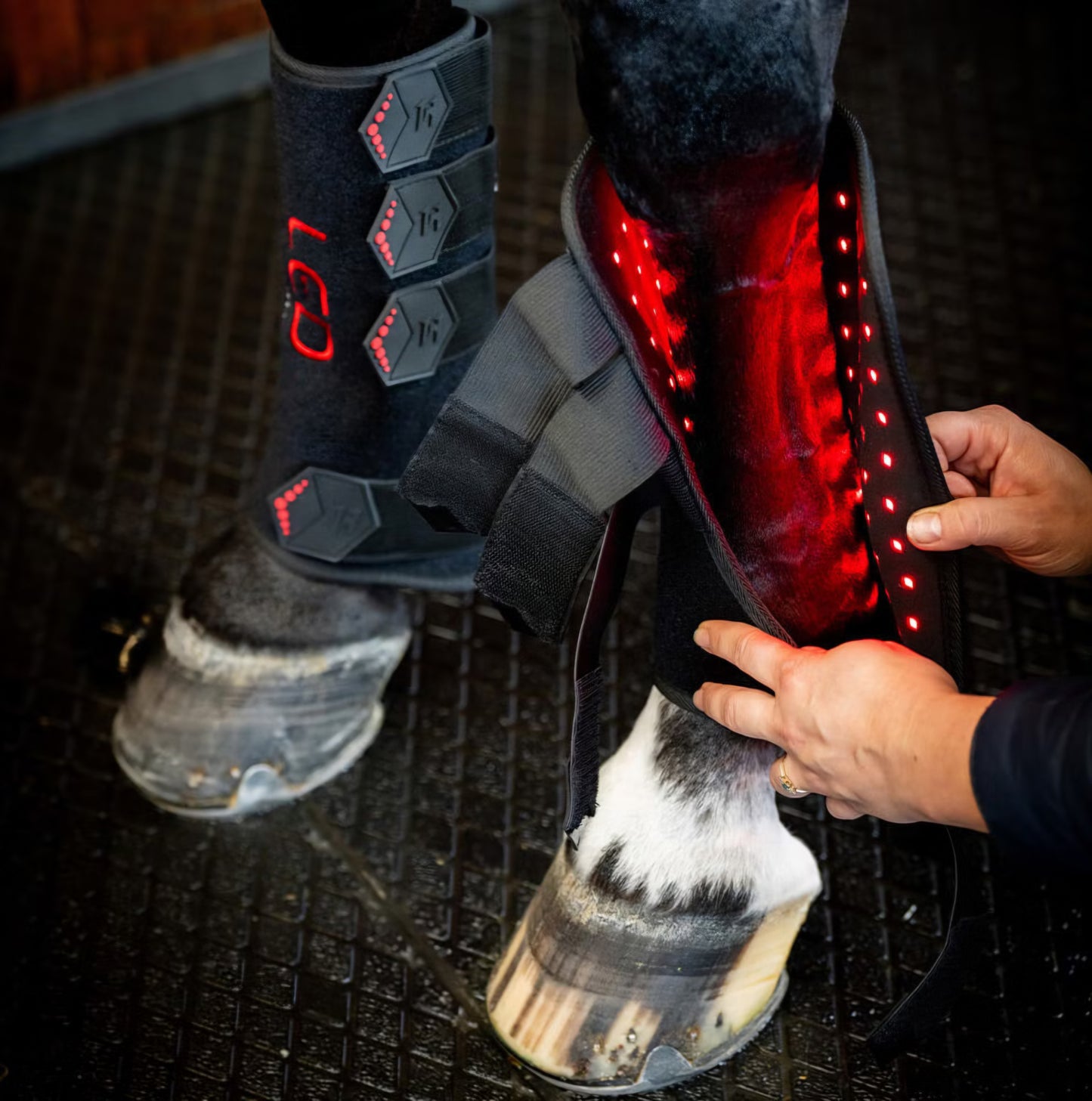 Horseware LED Red Light Therapy Leg Wrap