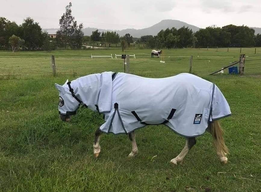 WILD HORSE INSECT CONTROL COOL MESH RUG WITH INTERGRATED HOOD