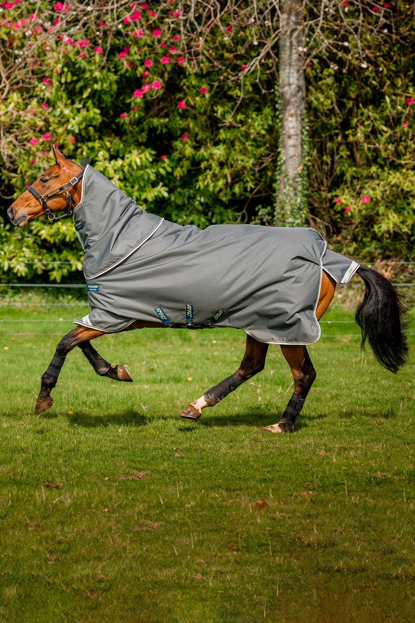 AMIGO BRAVO 12 PLUS MEDIUM 250G WITH 150G DETACHABLE NECK RUG