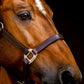 🔖Horseware Ireland Signature Leather Headcollar