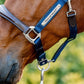 🔖Horseware Signature Competition Headcollar
