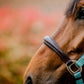🔖Horseware Signature Competition Headcollar