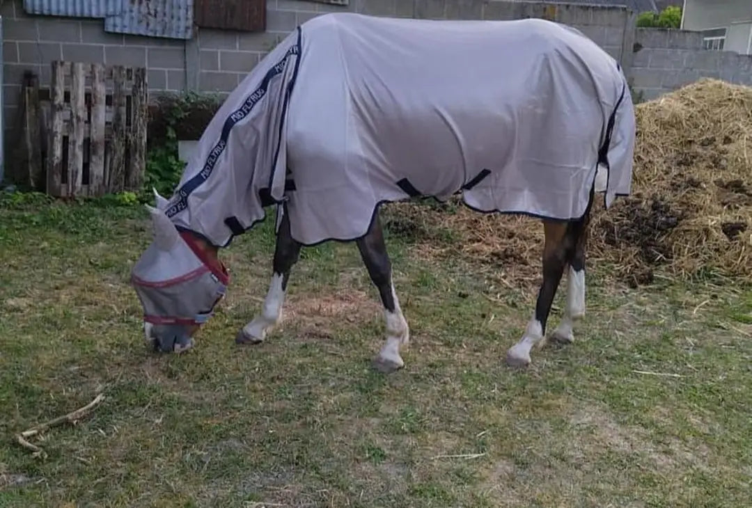 MIO PONY FLY RUG WITH INTERGRATED NECK