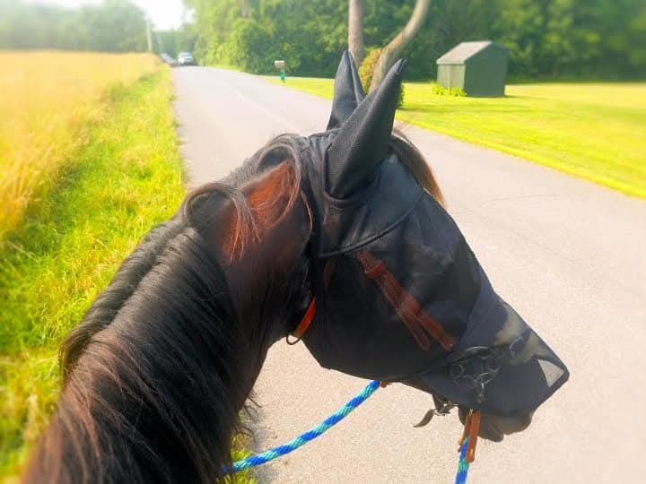 CASHEL QUIET RIDE - FLY PROTECTION YOU CAN RIDE IN