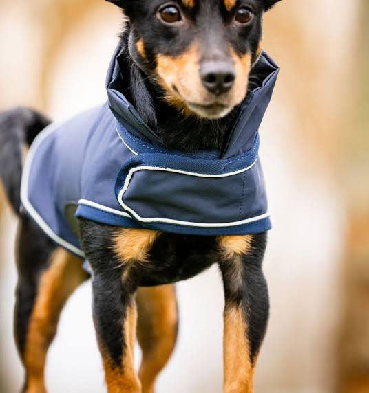 Horseware Signature Dog Rain Coat