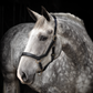 Micklem Leather Headcollar