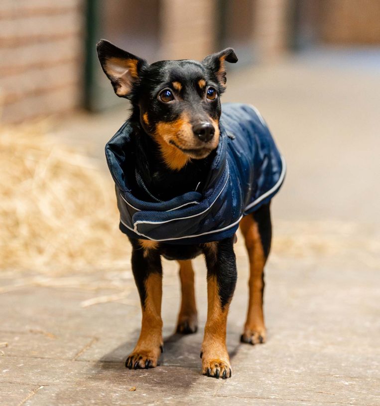 Horseware Signature Dog Rug (200g Medium)