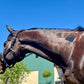 EQUI-FIXT ADHESIVE PATCHES
