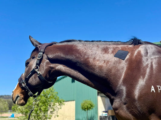 EQUI-FIXT ADHESIVE PATCHES