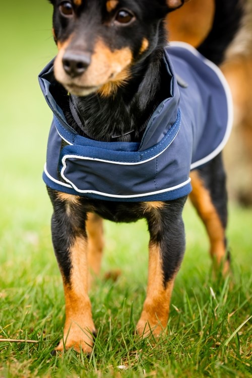 Horseware Signature Dog Rain Coat