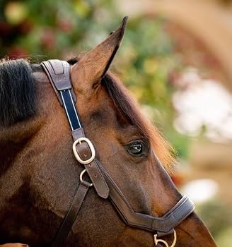 Micklem Leather Headcollar