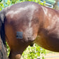 EQUI-FIXT ADHESIVE PATCHES