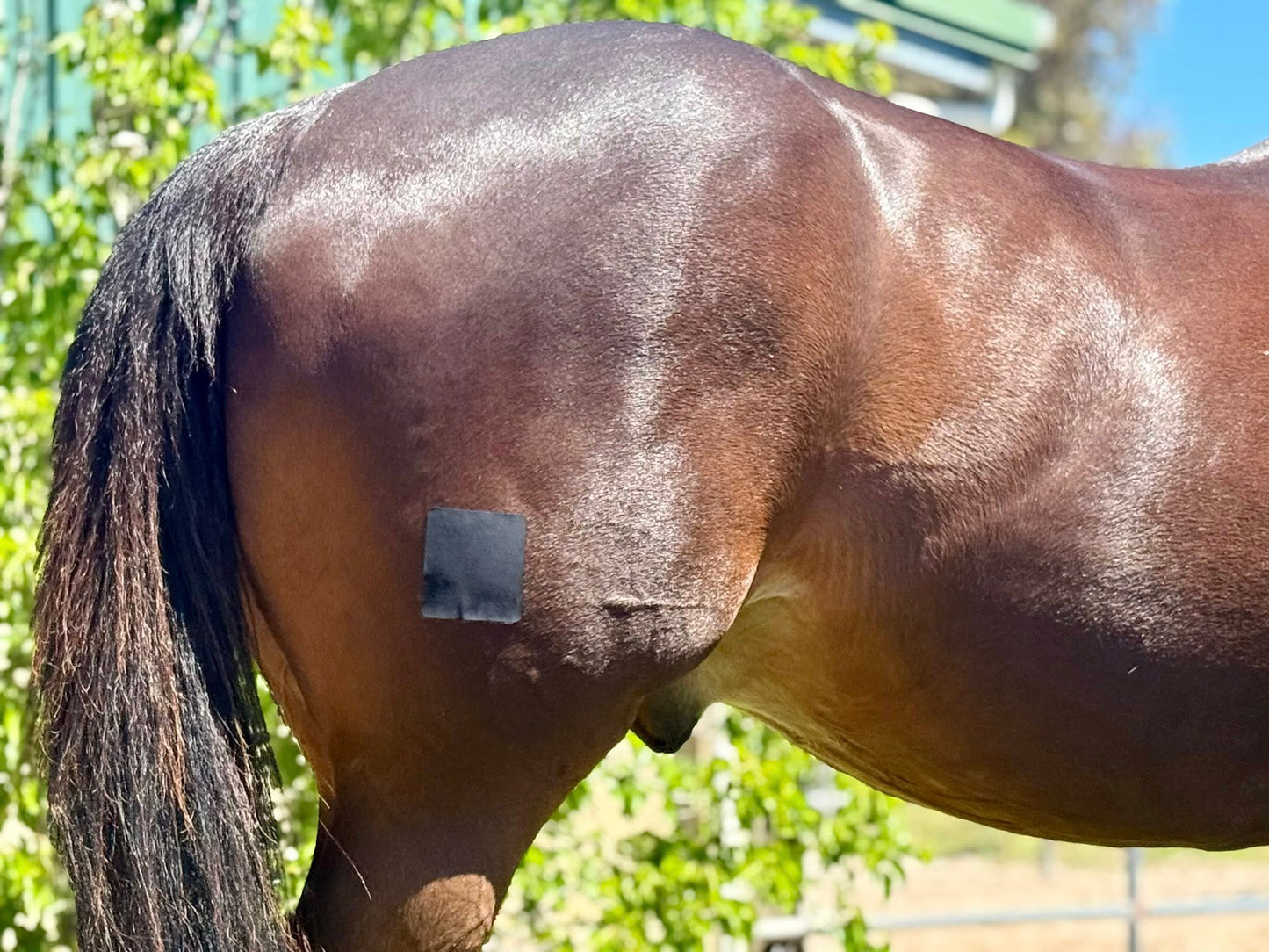 EQUI-FIXT ADHESIVE PATCHES