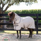 AMIGO PETITE BUG RUG PLUS New Season's 2025