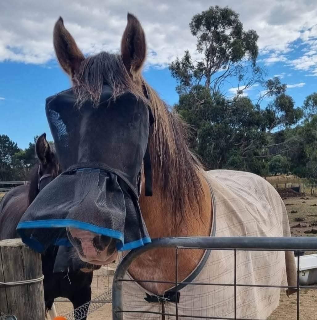 UV PROTECTION 2 PIECE PAIR. Wild Horse Veils With Nose Skirts