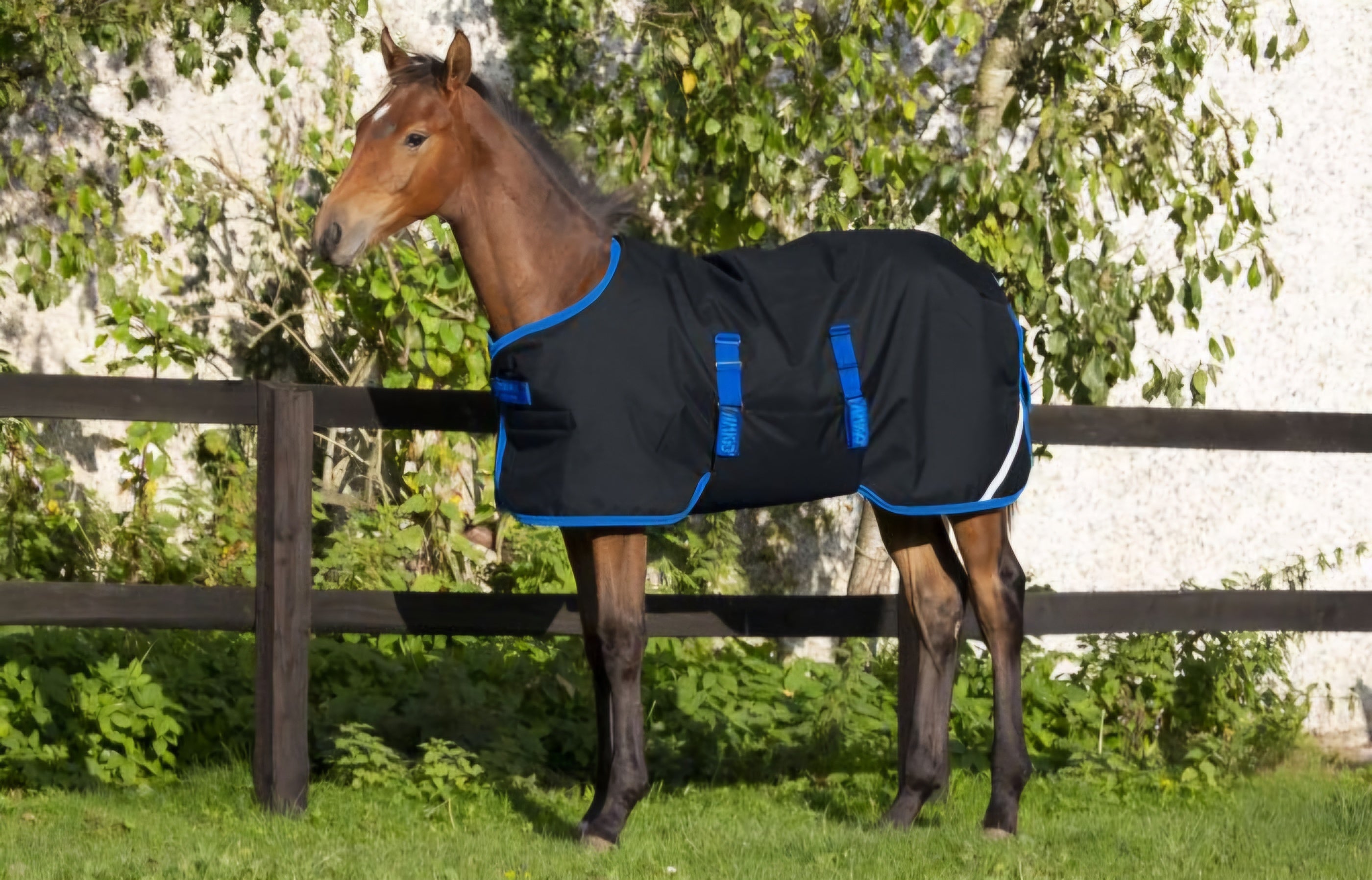 Amigo Foal Rug 200g New 2025 Season's – ZENN EQUINE - Hard As Nails ...