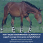 WILD HORSE PROTECTOR INSECT BOOTS