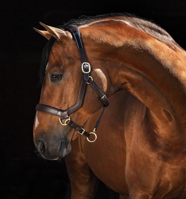Micklem Leather Headcollar