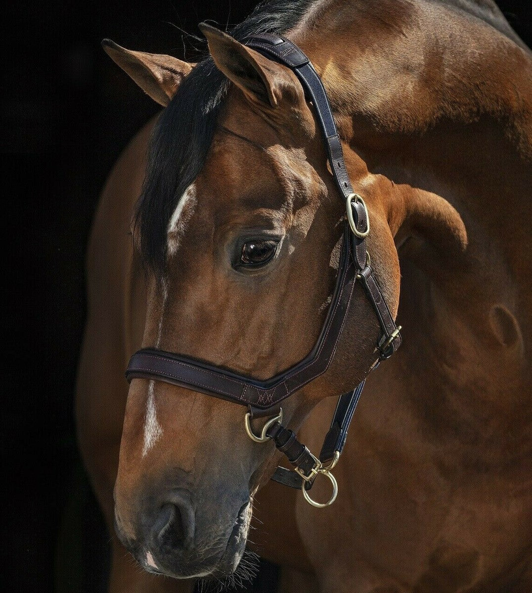 Micklem Leather Headcollar