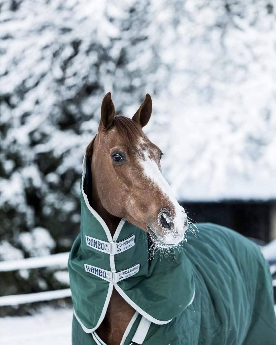 RAMBO ORIGINAL V-FRONT TURNOUT 0G or 100g WITH DETACHABLE NECK RUG