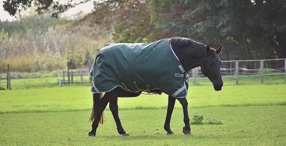 RAMBO ORIGINAL V-FRONT TURNOUT 0G or 100g WITH DETACHABLE NECK RUG