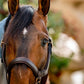 Micklem Leather Headcollar
