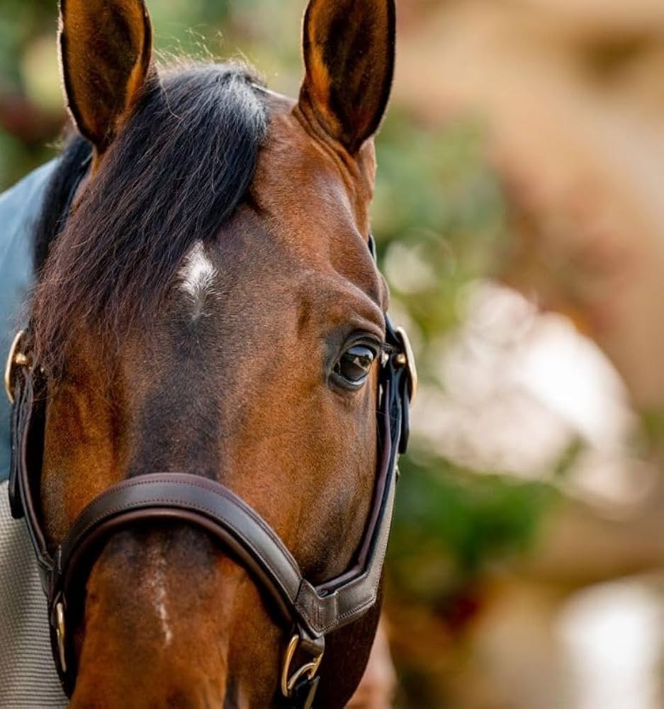 Micklem Leather Headcollar
