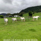 CASHEL CRUSADER & FLY BUSTER FLY MASKS FOR COB, HORSE, WB & DRAFT