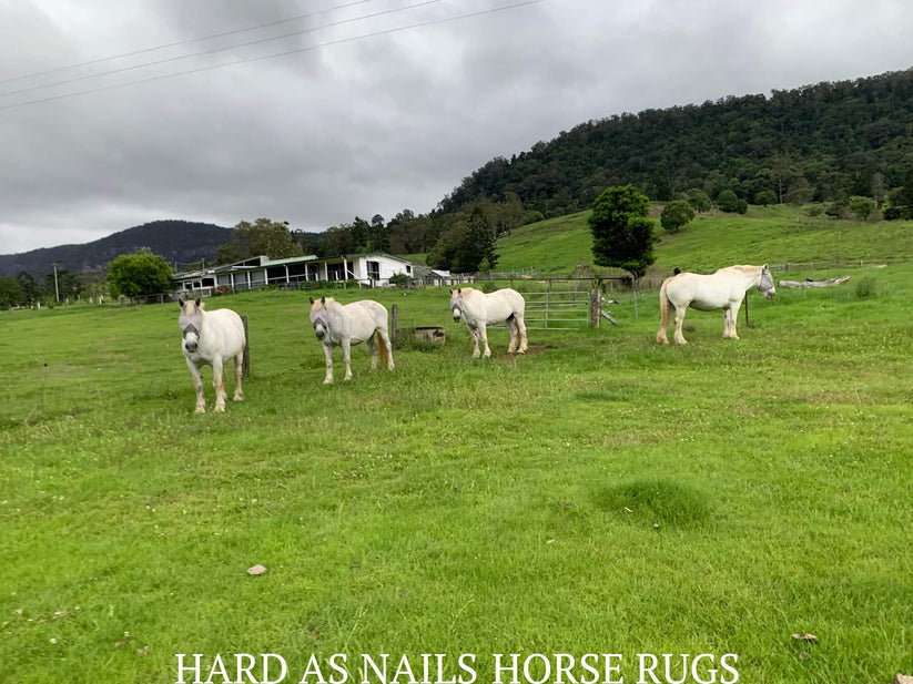 CASHEL CRUSADER & FLY BUSTER FLY MASKS FOR COB, HORSE, WB & DRAFT